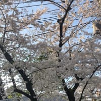 ★谷中の昼桜Sweet Season★