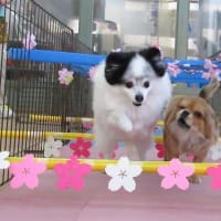 新入犬の柴犬の【ジンくん】　　犬のしつけ教室＠アロハドギー