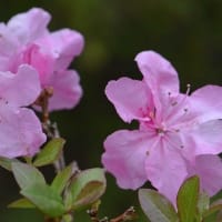 鉢植えのツツジ（５） 「サクラゲンカイツツジ」