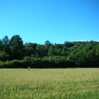 秋深まる田んぼの景色
