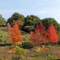 お気に入りの紅葉スポットは？