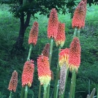 ライスペーパー・ソーセージ☆この花何の花？