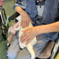 犬と小学生とお年寄り