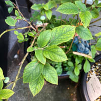 野菜達