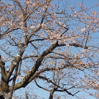 今年のお花見はこの桜だけ…　～ありがとう桜～