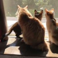 ストレス解消とは？