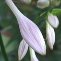 水無月二十日大安JULIEday前日。blog七千日目の朝に擬宝珠開花