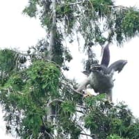 何を始めるかな、オオタカ。
