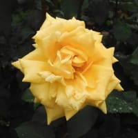 2025年の薔薇、その２