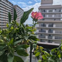 あちこち断捨離