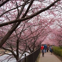 河津桜のトンネル