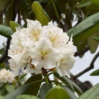 庭の花々