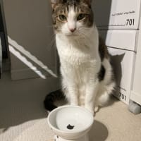本日の猫たち#230