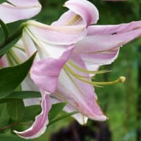 花散歩