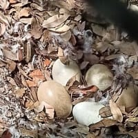 ゲルマニユウムラジオの思い出