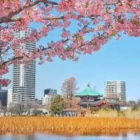 早春の不忍池にて…
