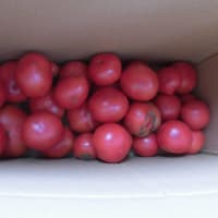 トマト桃太郎を大量収穫しました。