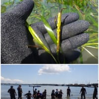 野島海浜／海の公園アサリ／安良里港／佐島アマモ