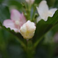 庭の花