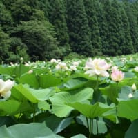 花はす公園