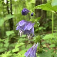 山の可憐な花たち