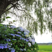紫陽花と鉄道（アーカイブ）