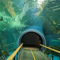 ２０２５．６・１３　琵琶湖博物館その２水族展示室
