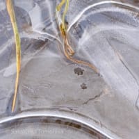 今シーズン初の氷点下