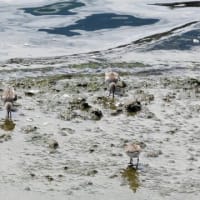 秋の渡りのトウネン