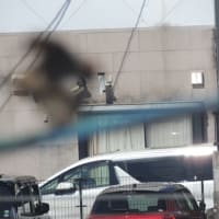 スズメも避暑に？