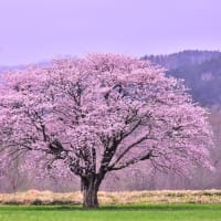　一本桜