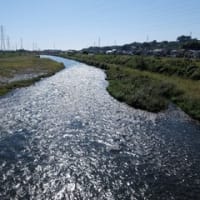 2024神奈川河川ﾎﾟﾀﾘﾝｸﾞ『狩川』④仙了川との合流