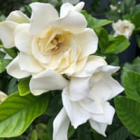 二か月に　一度通院　義母元気