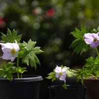 初花　シラネアオイ