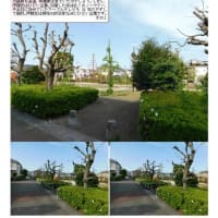 花巡り　ツツジ－その408　香日向　千塚南公園
