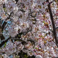 桜とヒヨドリ