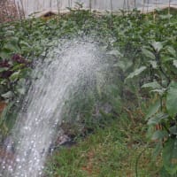 　やっと恵みの雨が　野菜収穫5種類