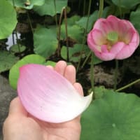 上野散策その後