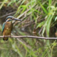 カワセミ　幼鳥、蓮カワ