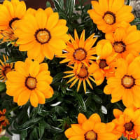 庭の花