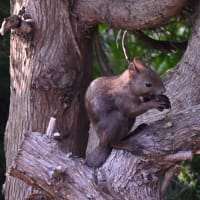 我が家にはエゾリスちゃんが訪問♪