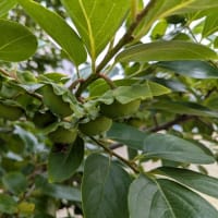 朝散歩　木の実