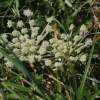 砂浜に咲く花