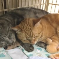 続☆最後から？番目の更新～いつかの７月のアトウラ～