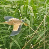 沼の鳥