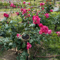 靭の薔薇－続き