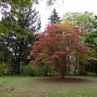 豊平公園散歩