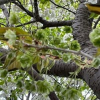 めずらしい桜