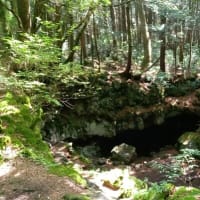 今年も、週末は樹海に・・居たかったな～