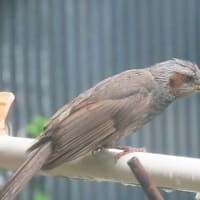 ヒヨドリの巣立ち